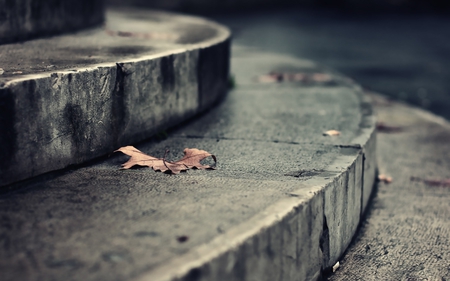 Alone Autumn Leave - wind, autumn, rain, landscape, alone, upstairs, leaf