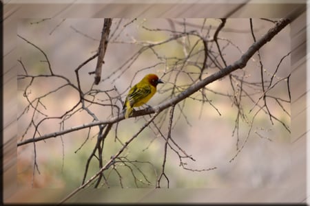 Winters weaver - yellow, winter, bird, branch