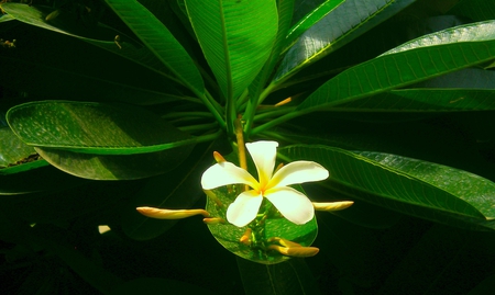 Beauty - nature, beauty, white flowers, flowers