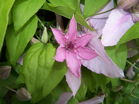 Pink clematis - blooming, vine, pink, leaves, clematis