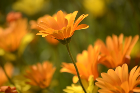 Daisy spring - orange, daisy, field, spring