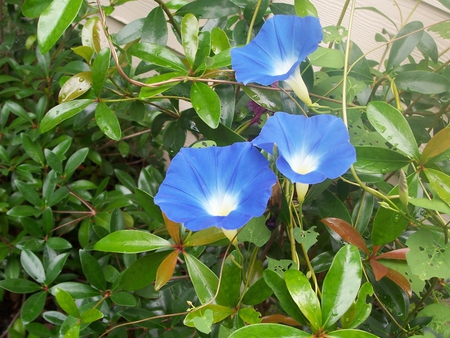 Morning Glory Morning - vine, blue, blooms, morning glory, flower