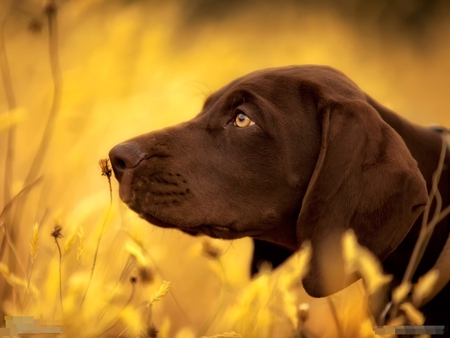 Loving Nature - flowers, puppy, pointer, sniffing