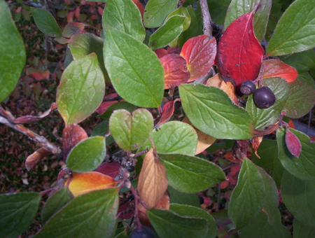 Bird Berries - berries, leaves, color, autumn