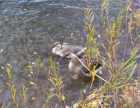 Resting in the Shallows - water, pond, shallows, grass, ducks