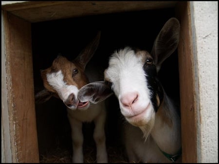 Little Spencer nibbling mommys ear - kid, goat, nibble, nurture, love, sweet, safe, mom, son, cute, content, young