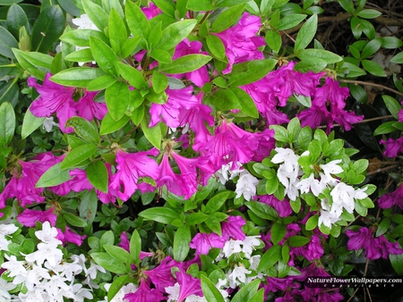 purple_white_rhododendron - flowers, white, purple, nature