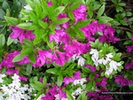 purple_white_rhododendron