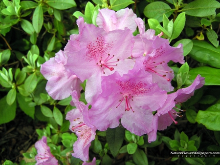 big_pink_rhododendron - flowers, blooms, pink, nature