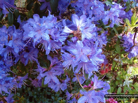 blue_rhododendron - flowers, blooms, nature, blue