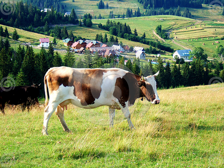 green pasture - cow, animals, green, grass