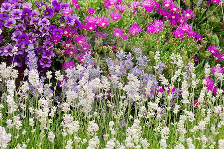 blooming flowers - white, blooming, purple, pink, flowers