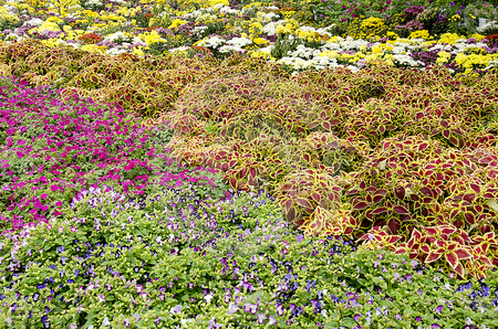 flower garden - blooming, garden, flower, colorful