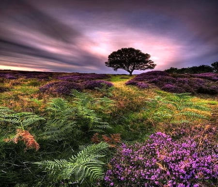 Wild fields - sky, pink, field, tree, flowers, grass, bushes, gold