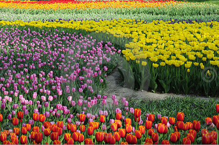 flower garden - red, garden, pink, flowers, orange, yellow, colorful