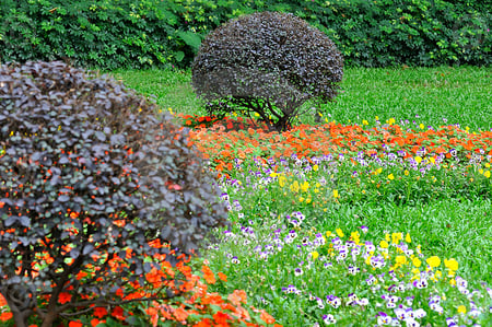 Garden composition, bush and flower cluster - garden, bush, flowers, green, colorful