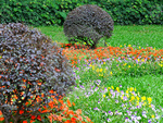 Garden composition, bush and flower cluster