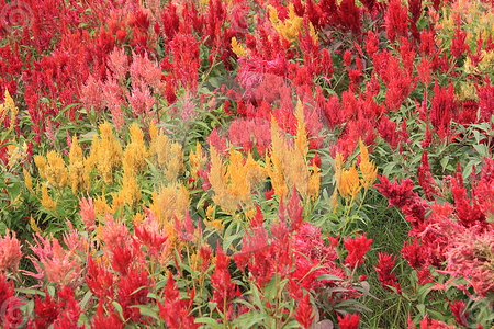 flower garden - red, garden, flowers, orange, nature