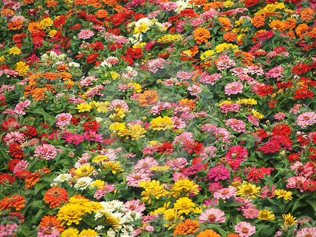 flower bed - garden, flowers, blooms, nature, colorful