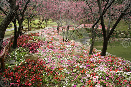 taiwan garden - flowers, garden, nature, colorful