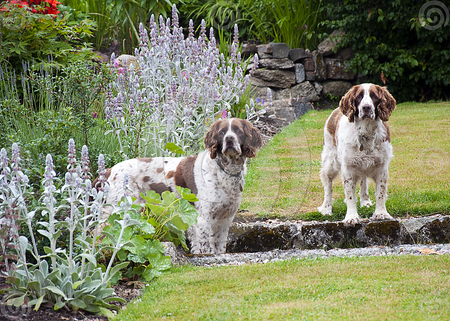 two dogs in a garden - flowers, garden, animals, dog