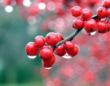 Cherry Tree - dewy, branch, cherry, tree, berries, nature, red, fruit, orchard