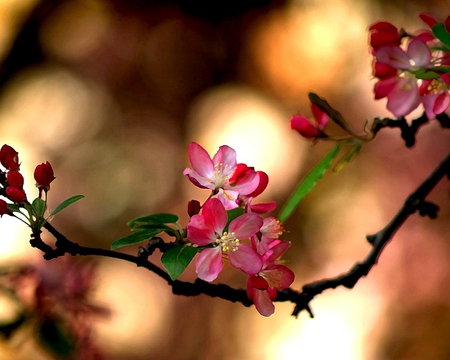 Cherry Blossom ~ For Anca. - nature, floral, branch, blossom, cherry, tree, flower