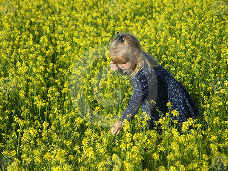 little girl picking flowers - field, flowers, girl, yellow