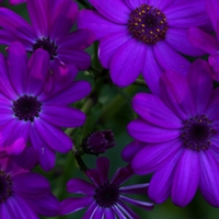 Purple Beauty ~ For Luiza.