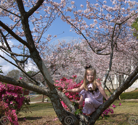 A young girl plays in a tree on a beautiful spring day - blossoms, spring, tree, girl