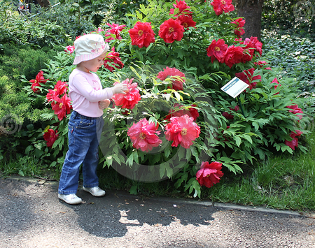 Little girl beside peony shrub - flowers, girl, shrub, red