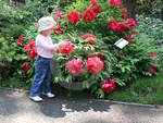 Little girl beside peony shrub