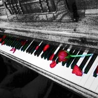 piano rose