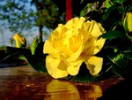 Yellow Rose