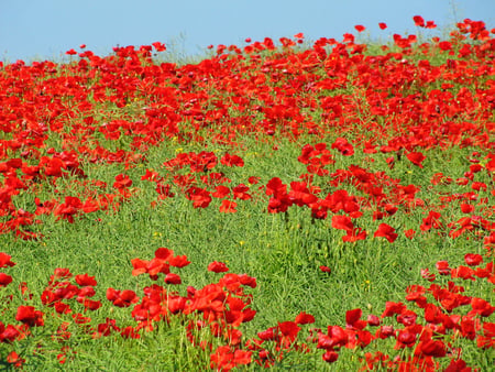 Poppies Field - field, poppies, nature, red