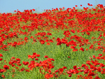 Poppies Field