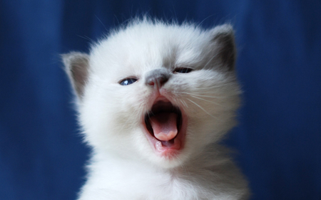 I'm Hungry - white, grey, cat, furry, hungry, cute, meow, kitten