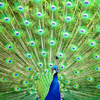 Paradise Bird for my friend CroZg