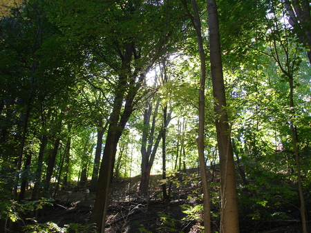 Hillside Landscape - morning, forest, trees, walk, green