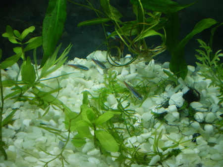 My aquarium - love, nice, pic, aquarium, fish