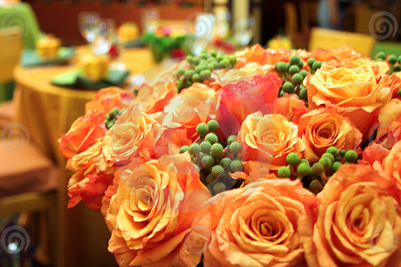 orange roses - flowers, blooms, orange, roses