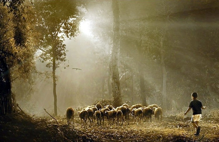 Little shepherd - sunrays, trees, sheep, boy