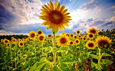 Standing tall - sunflowers, green, clouds yellow and brown, field, sunny day, sky