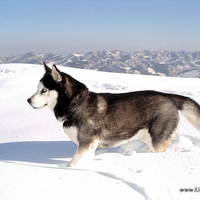 grey-siberian-husky