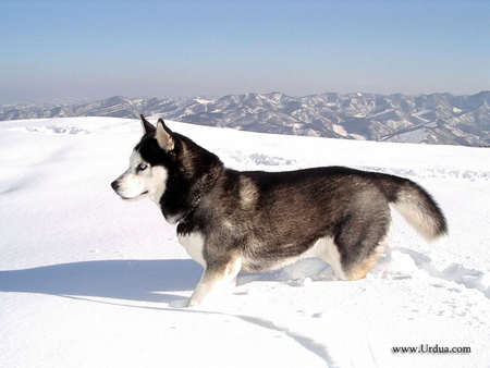 grey-siberian-husky - cool, husky, picture, siberian, grey