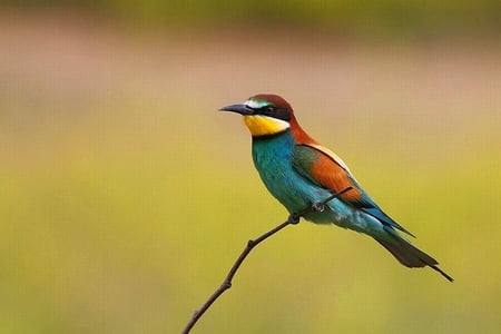 bee_eater - bird, colorful, picture, beautiful, bee-eater