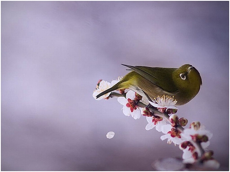 cute bird - cute, bird, picture, cherry-blossom