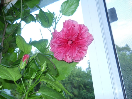 HIBISCUS, PENTRU BlueAngelAndreea - hibiscus, flower, nature, red