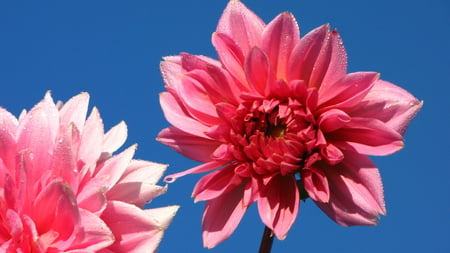 Pink dahlia - bluesky, pink, summer, garden