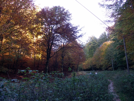 Autumn Forest - nature, sky, autumn, trees, light, sun, outdoor